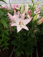 [4213 Camengo Mak No01.JPG]